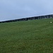 Sheep meadows