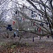The Lost Glove Tree