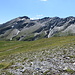 Schollenhorn