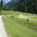 und jetzt die herrliche MTB- Rollfahrt zurück nach Scharnitz, immer wieder ein Hochgenuß