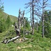 Natur pur
