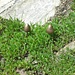 magic mushrooms auf dem Madone