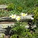 Anemonen