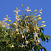 Tag 6 (29.12.) - كتارا (Katārā):<br /><br />Äusserst fein riechende Blüten vom Jasminbaum (Millingtonia hortensis). Heimisch ist der Baum im Süden Chinas (Yunnan), Kambodscha, Laos, Myanmar, Thailand und in Vietnam.