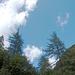"Die Bäume wachsen in den Himmel"