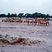 Bonus-Bild: somalische Kamele