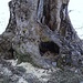 Wurzelpartie eines Baums bei der Grimmialp. Der Baum selbst sieht immer noch stattlich aus.