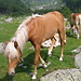 Cavalli all'alpe Darengo