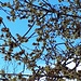 Odorosissimo calicanthus, che sempre accompagna col suo profumo intenso, inebriante, i mesi invernali!<br />Quante sniffate, da bambina!