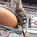 Micio, il primo ad accogliermi a Calgiano facendo le fusa.<br />Coccolone, va!