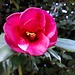 Camelia invernale.