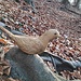 Sentiero delle sculture: la colomba