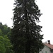 41 Meter hoher Mammutbaum im "Gütle"