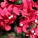 Bougainvillea