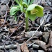 Helleborus viridis L.<br />Ranunculaceae<br /><br />Elleboro verde<br />Hellébore vert<br />Grüne Nieswurz
