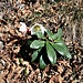 Helleborus niger L.<br />Ranunculaceae<br /><br />Elleboro bianco, Rosa di Natale<br />Rose de Noel<br />Christrose, Schneerose