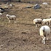 Pecore alla Conca di Crezzo.
