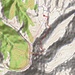 Open-Topo-Karte mit unserer rot eingezeichneten Route auf den Pasochoa Norte, hier auf dieser Karte als „Pasochoa 2“ bezeichnet. Der Hautgipfel mit 4200m Höhe auf dieser Karte wäre nur wenig südlich gelegen gewesen. Mangels Karte und Nebel wussten wir nicht, dass wir auf den niedrigeren Nordgipfel geführt wurden!
