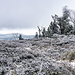Los geht es vom Wanderparkplatz etwas nördlich vom Parkplatz des Hotel Schliffkopf. Dieses, und eine unter Naturschutz stehende wilde Landschaft haben den Schliffkopf neben der Hornisgrinde zum Vorzeigeberg Nummer Zwei im Nordschwarzwald gemacht. So belebt wie auf der 'Grinde geht es hier zum Glück bei Weitem nicht zu, aber einsam ist man hier am Wochenende auch nicht.
Blick, etwas oberhalb vom Startpunkt, nach Süden mit (hinten) Rossbühl und Sandkopf.