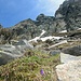 Zwei Alpenblumen, lila, glockenförmig