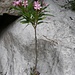 Erobert den kleinsten Lebensraum, Oleander