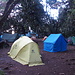 Big Tree Camp 