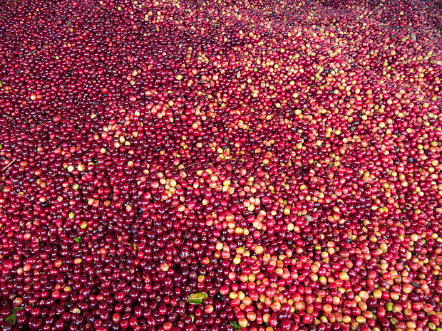 Gepflückte Kaffeekirschen