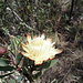 Protea, wie man sie aus Südafrika kennt