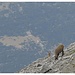 Warum nennt man es nicht Steinbockjoch?
