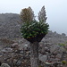 es hätte viele schöne Fotomotive gegeben, aber im Regen blieb nur der unmittelbare Wegesrand