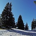 Im Gipfelbereich des Immenstädter Horns lichtet sich der Wald.