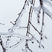 ... und ein Eisregen manifestierte sich an den feinsten Zweigen.