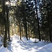 erbauliche Waldpartie
