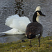 Kanadagans und Schwan