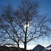 scherenschnittartig - Baum mit Vogelhaus beim Bergrestaurant