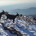 Salita Monte Linzone