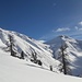 wunderbare Lärchensolitäre, hinten Piz Arpiglia - Piz Uter