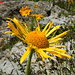 Im Abstieg bleibt Zeit für die Alpenflora.