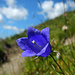 Eine Glockenblume