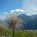 Eine "strubbelige" Alpenanemone