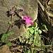 Silene dioica (L.) Clairv.<br />Caryophillaceae<br /><br />Silene dioica<br />Silène dioique, Compagnon rouge<br />Rote Waldnelke