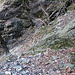 Schlüsselstelle, den Felsen kann ich oben queren um wieder auf den Weg zu kommen. Links geht es nur steil abwärts.