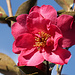 Kamelie (Camellia japonica) 