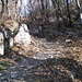 Regularly ascending in the wood. 