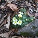 Primroses appear here and there.
