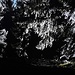 Verzauberter Wald - es glitzert und funkelt in der Sonne...