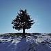 An einem einsamen Baum vorbei,...