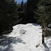 In den oberen Waldpassagen lag dann mehr Schnee. Einzelne Löcher könnten Skifahrern bei der Abfahrt gefährlich werden, wobei die weiter westlich durch den Wald runter fuhren