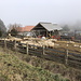 Černčice - Hier befindet sich der Ausgangspunkt für unsere heutige Besteigung der Milešovka. Wie um diese Jahreszeit üblich - gibt's bei der örtlichen Schafherde schon einige Lämmer. 