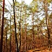 Der schmale Weg dorthin führt durch einen wunderschönen Pfälzer Kiefernwald.